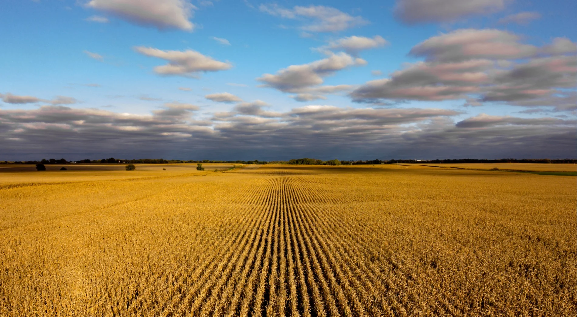 BG-Iowa